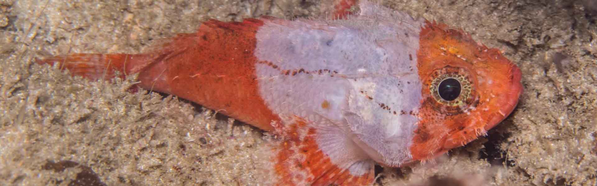 The Lowfin Scorpionfish